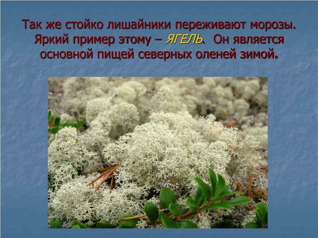 Ягель является. Ягель Олений мох. Ягель окружающий мир 4 класс ягель. Лишайники ягель Олений мох. Ягель Олений мох описание.