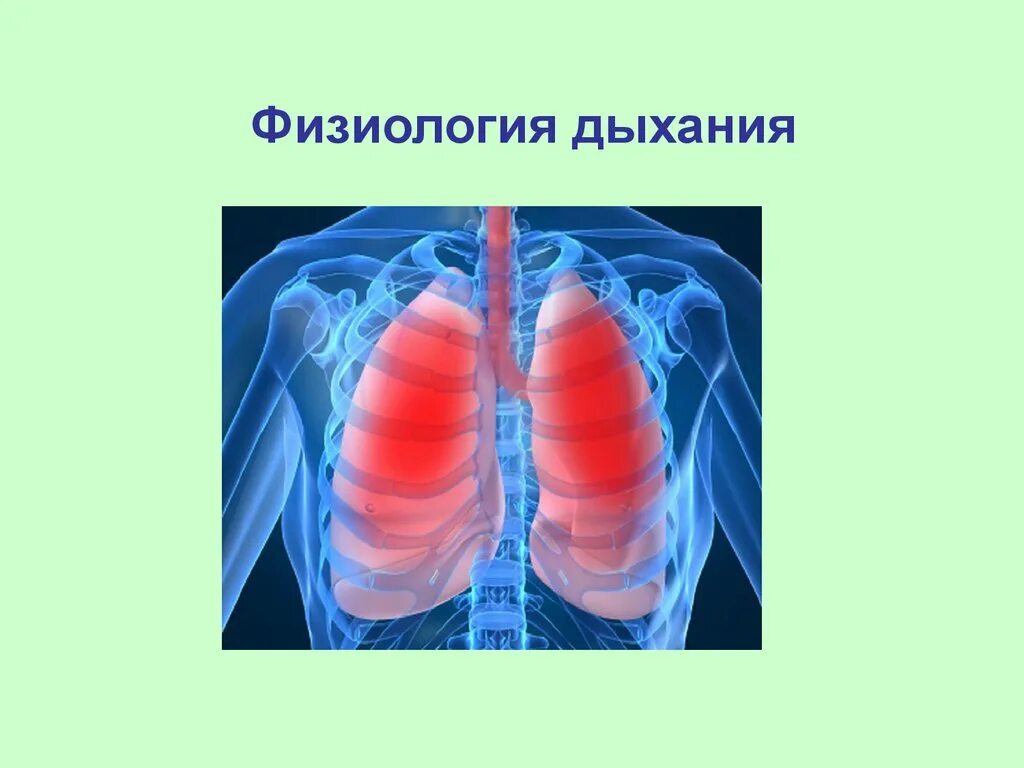Степени онкологии легких. Патология органов дыхания. Острая дыхательная недостаточность картинки. Выдох физиология. Эволюция систем органов животных дыхательная система.