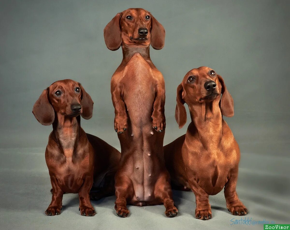 такса короткошерстная карликовая. такса и дог. такса девочка. белая такса щенок. такса.