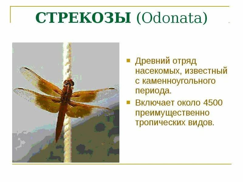 Стрекозы отряд насекомых. Доклад про стрекозу. Стрекоза описание для детей. Стрекоза кратко.