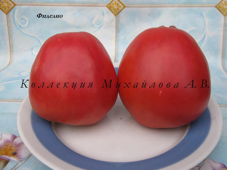 Томаты Сибирский сад MODEL_68996fe5b1_1 - купить по выгодным ценам в интернет-ма