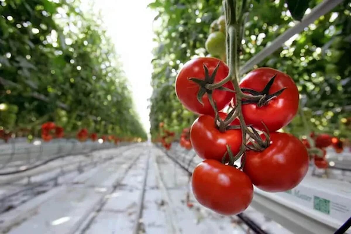 Tomato grow
