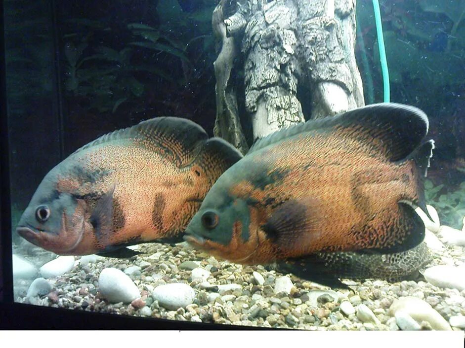 5000 сум купюра. 1000 сум. Тилапия икринки. Евразийская валюта дизайн купюр. Ловля сома на рыбную нарезку.