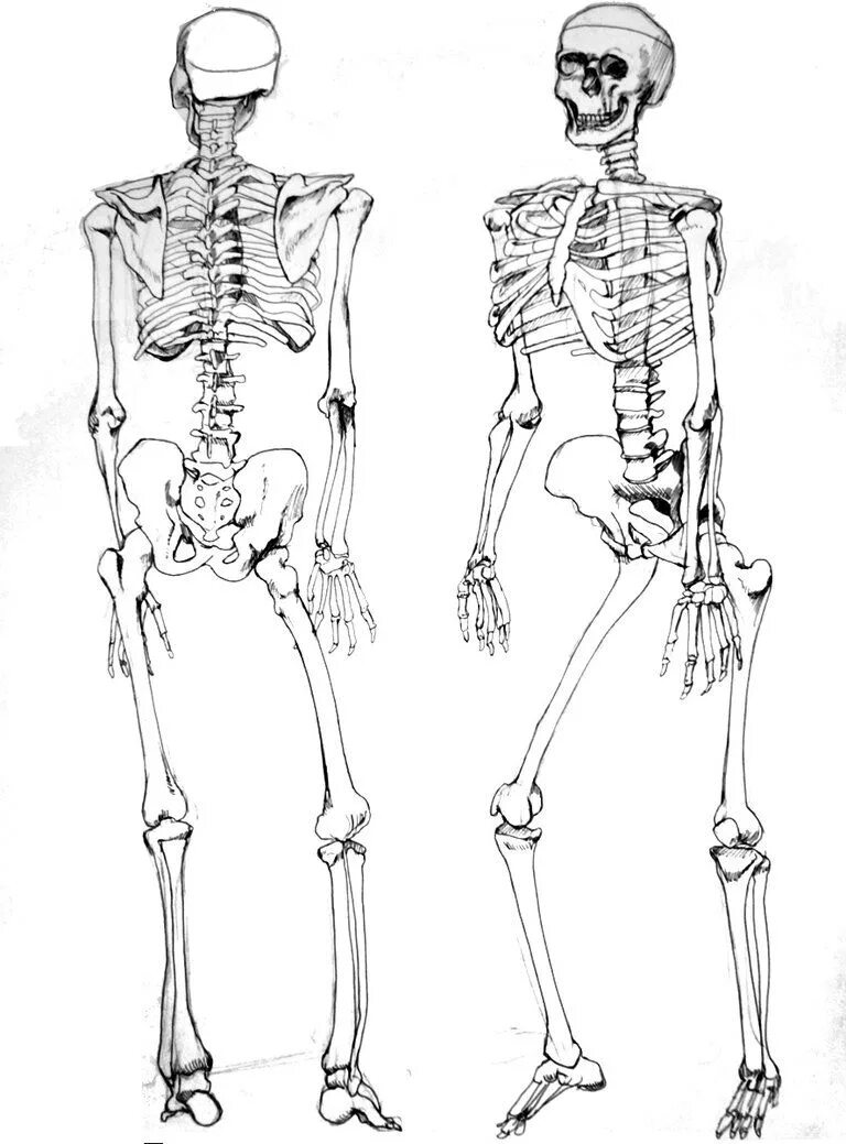 Скелет рисунок карандашом. Скелет набросок. Наброски скелета человека. Скелет человека зарисовка. Как рисовать скелет