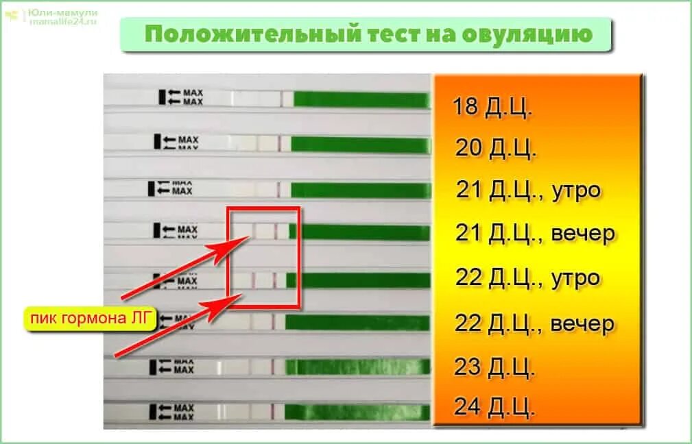 Тест наступает овуляция. Тест на овуляцию положительный как выглядит. Тест на овуляцию высокочувствительный 5. Положительный тест на овуляцию на 22 день цикла. Тесты на овуляцию фото.