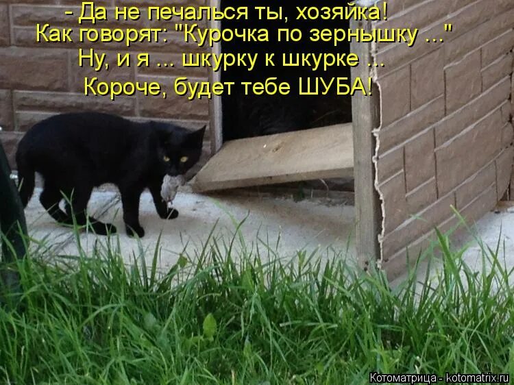 Не печалься. Котоматрица за прошлую неделю. Котоматрица лучшие за прошлую неделю. Ну что опять не так. Опять недовольны.