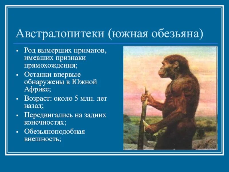 Что послужило причиной прямохождения у австралопитеков. Образ жизни австралопитеков. презентация австралопитековые. образ жизни австралопитеков таблица. австралопитековые особенности строения.