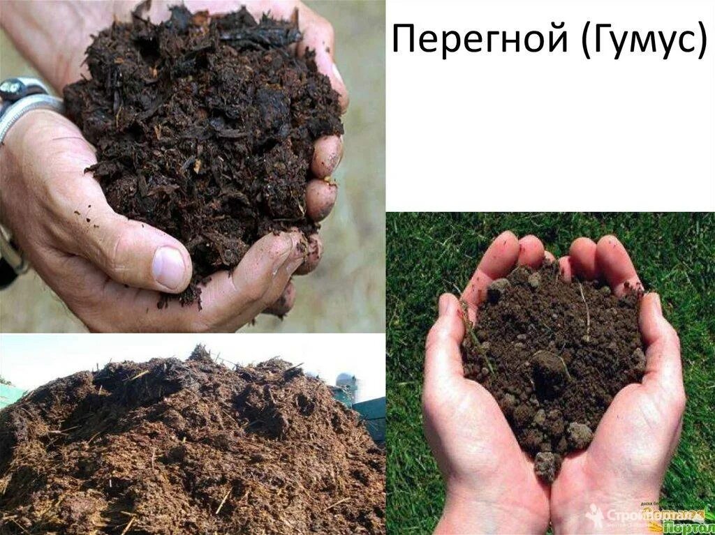 Перегной что это такое и как. Перегной гумус. чернозем навоз перегной торф. торф и гумус. почвенный гумус.