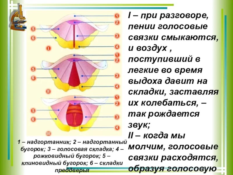 Положение связок при разговоре. Голосовые связки при пении. голосовые связки при пени. как работают голосовые связки при пении. положение голосовых связок при пении.