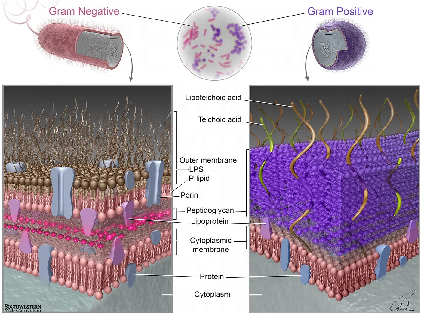 T gram. Gram negative and positive bacteria. gram positive and gram negative bacteria. грамотрицательные бактерии. грамположительные бактерии.