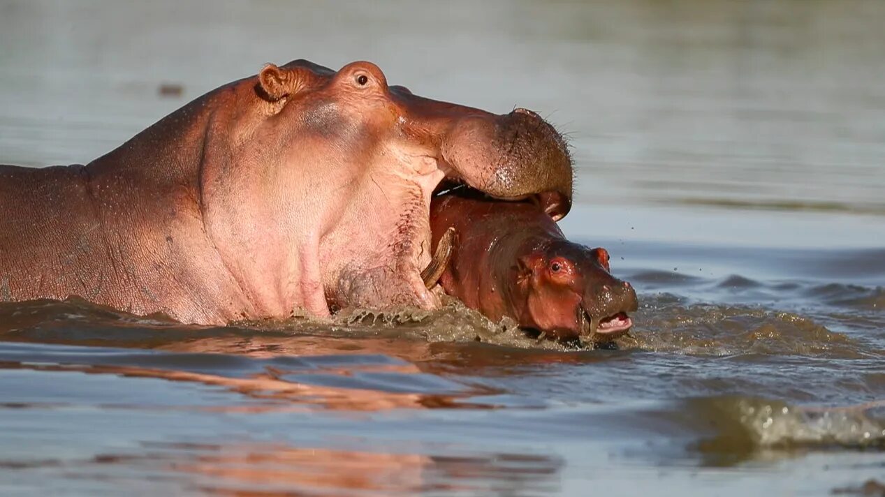 The baby hippo is learning to run. Гиппопотам убивает людей.