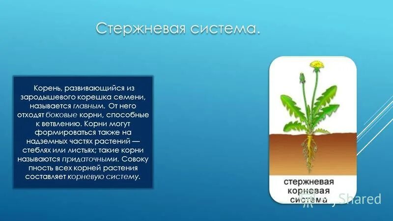 Способен какой корень. Боковые корни отходят. корень или цветок способны к ветвлению. корень который развивается из зародышевого корешка называется. корни которые отходят от стеблей.