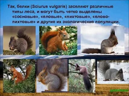 Популяция белки