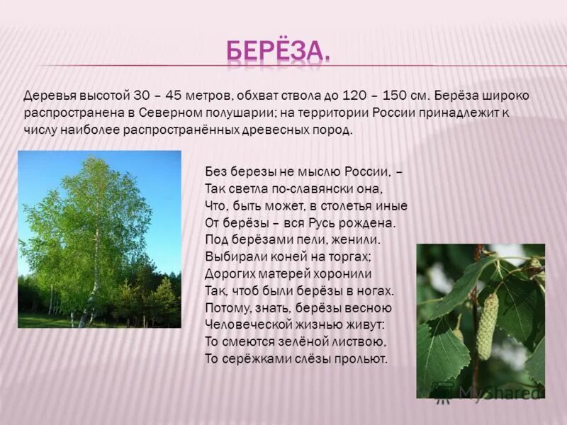 высота березы в метрах. высота березы. высота березы в метрах. высота березы в метрах. липа 5 лет высота.