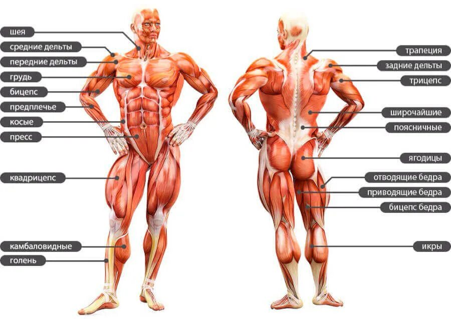 Строение мышц человека схема. Мышцы тела человека анатомия. Анатомическая структура мышц человека. Строение человека мышцы анатомия мужчины.