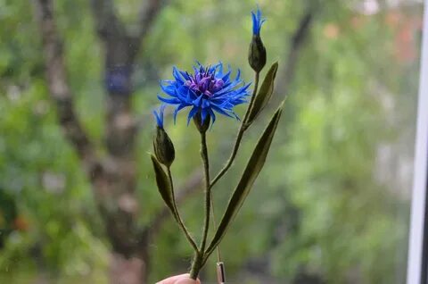 Василек пенза
