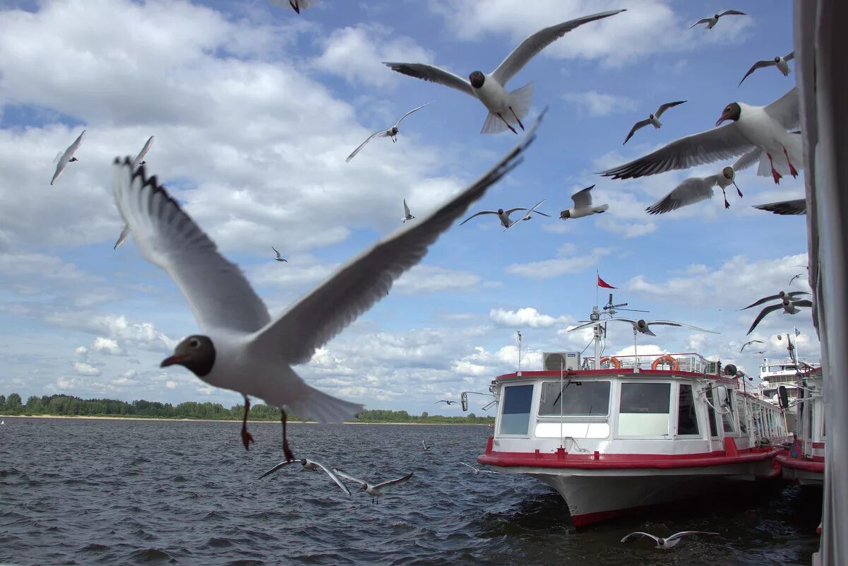 Сайт нижегородской чайки. Чайка речпорт Волгоград. Нижегородская Чайка Волга. Чайки на Волге. Река Волга Чайки.