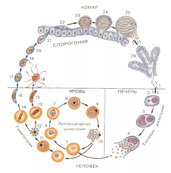 Цикл развития малярийного плазмодия схема. Жизненный цикл малярийного плазмодия схема. Стадии жизненного цикла малярийного плазмодия. Этапы цикла развития малярийного плазмодия. Малярия цикл развития малярийного плазмодия