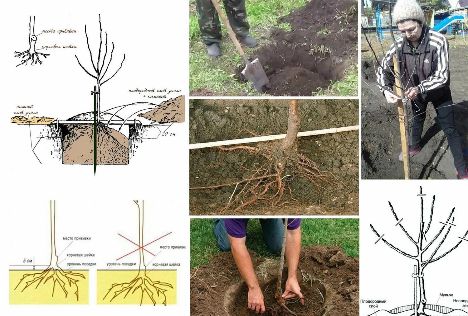 Корневой участок. Высаживание саженцев яблони. Посадка саженцев яблони. Посадка яблони весной саженцами. Правильная посадка саженцев яблони.