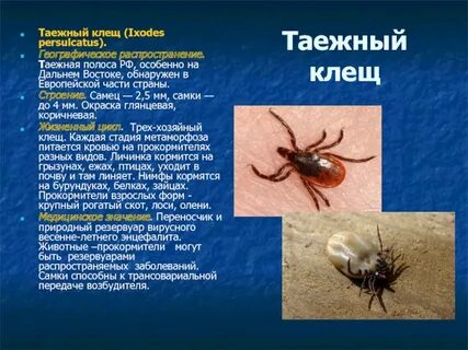 Возбудителем таежного энцефалита являются