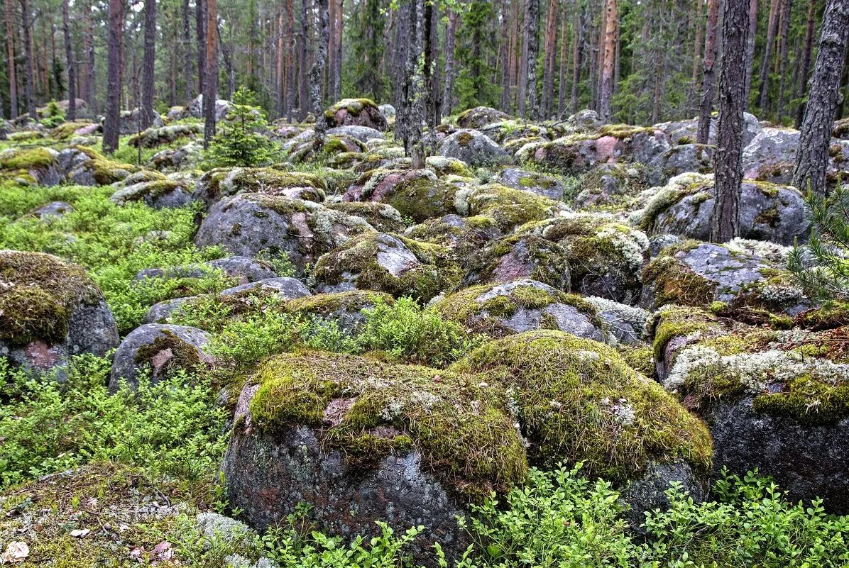 Мхи и лишайники в тайге. Ягель в Карелии. Карельский лес, ягель. Долина мхов Карелия. Курумник Карелия.