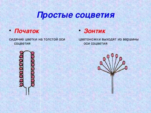 Зонтик початок. Соцветие початок. Строение соцветия початок. Простые соцветия початок. Соцветие початок схема.