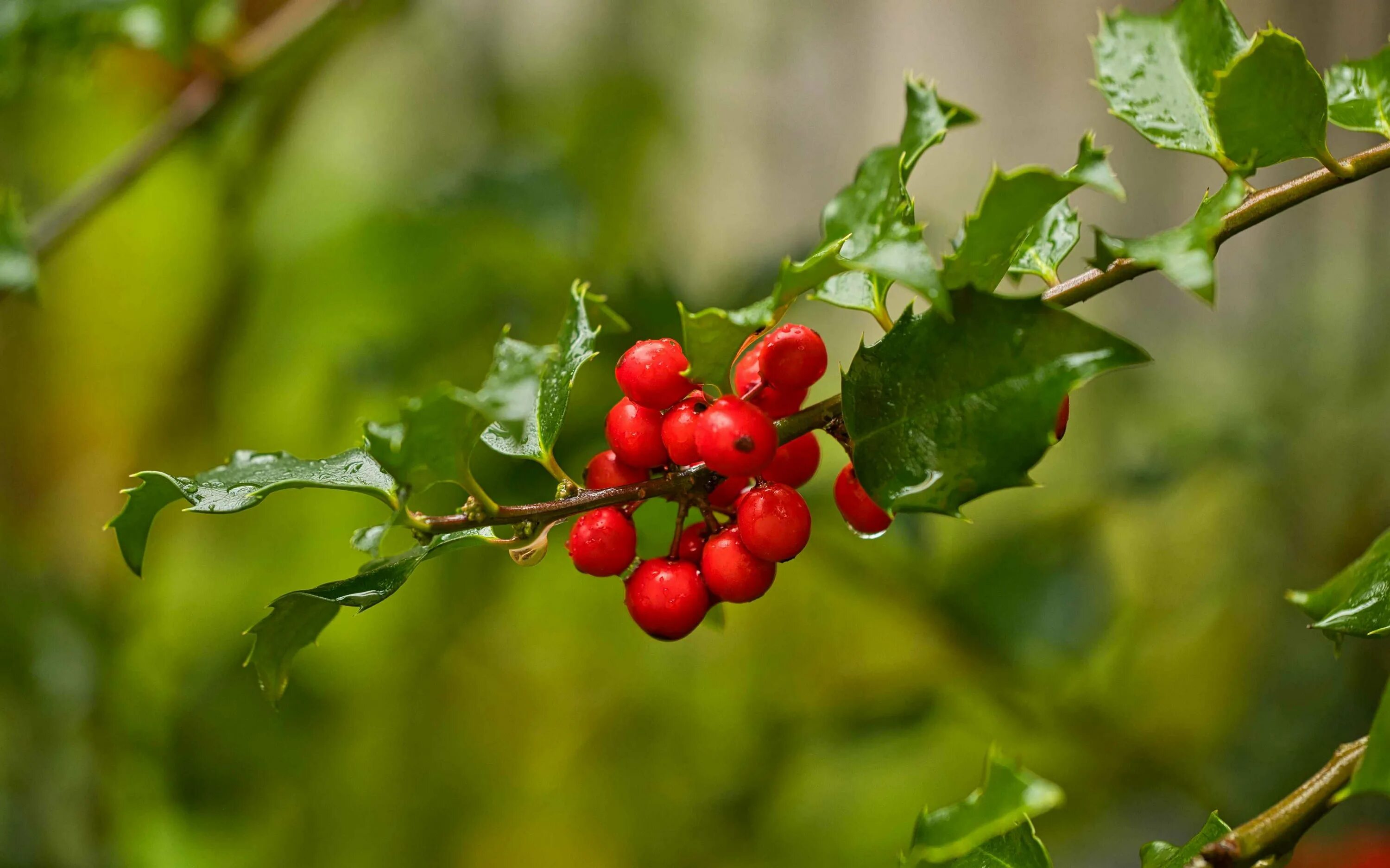 Download wallpaper drops, macro, branches, berries, Nandina, section nature in r