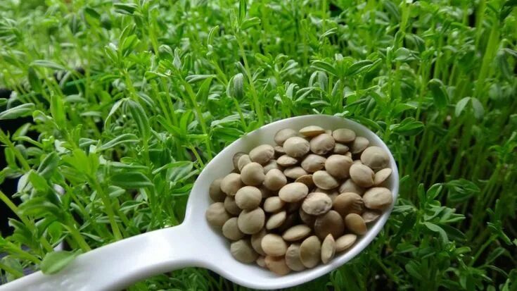 Lentils are one of the easiest and most nutritious vegetables you can grow! Lear