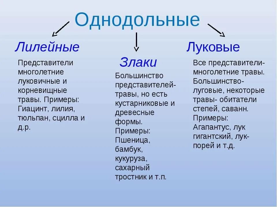 Что такое однодольное растение