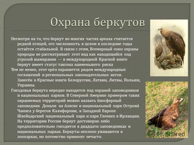Почему ушел беркут. Беркут красная книга. беркут доклад. беркут описание из красной книги. беркут презентация.