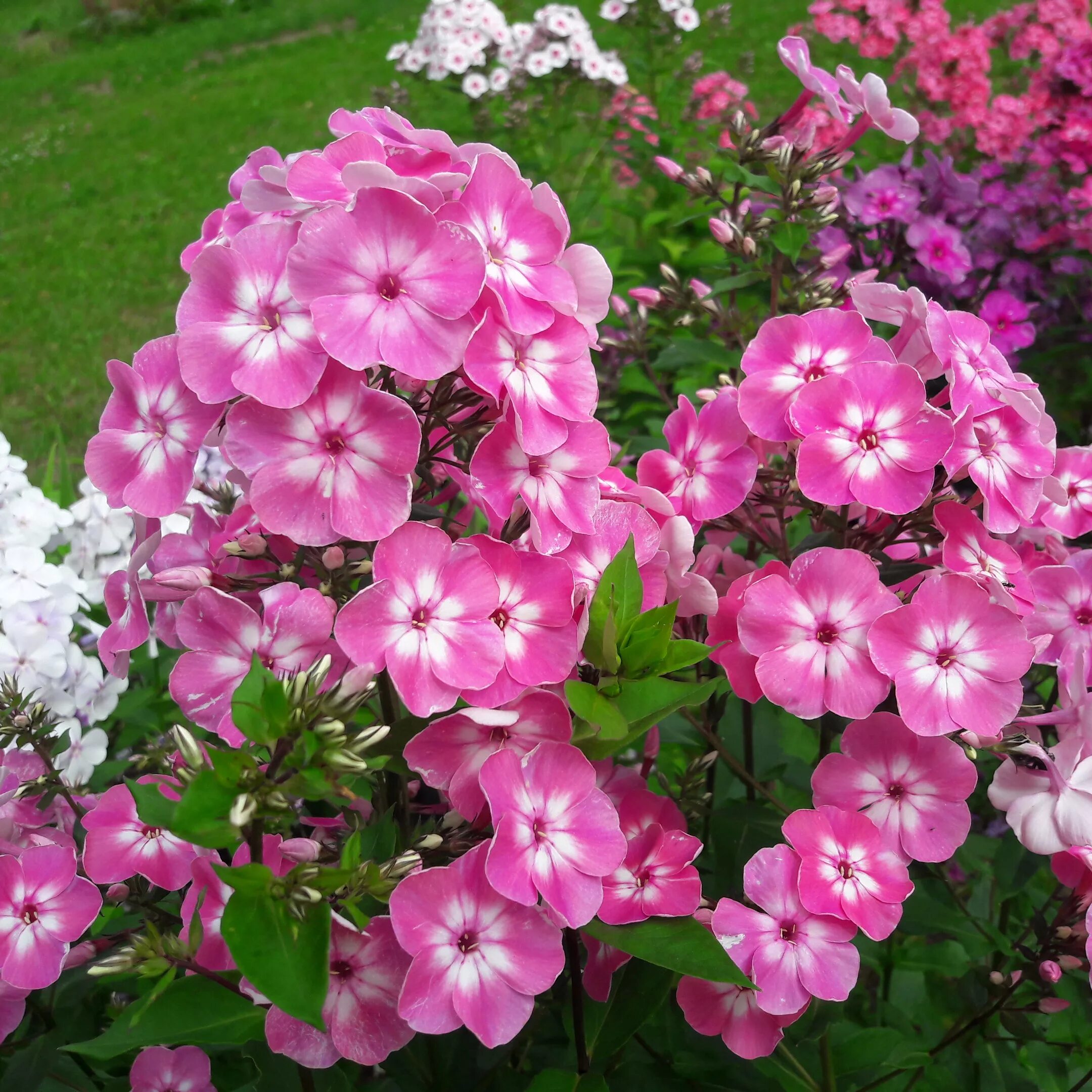 Флокс 5. Флокс метельчатый анастасия. флокс paniculata &#039;anastasia&#039;. флокс метельчатый александра. флокс метельчатый &quot;anastasia&quot;.