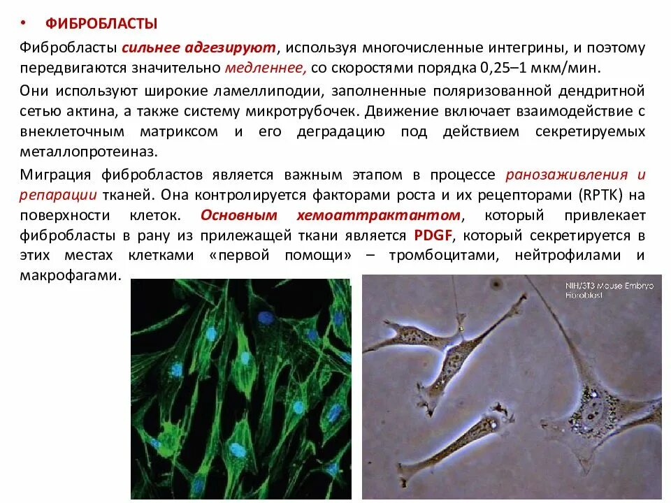 Фибробласты функции. Фибробласты секретируют. основная функция фибробластов. происхождение фибробластов. происхождение клеток фибробластов.