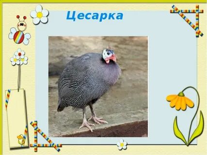 Урок 1 класс маршак