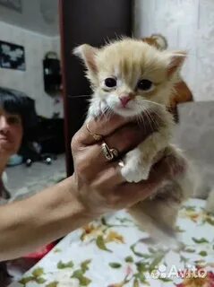 Котята в калининграде в добрые