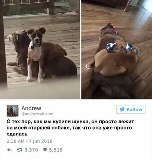Давай купим собачку