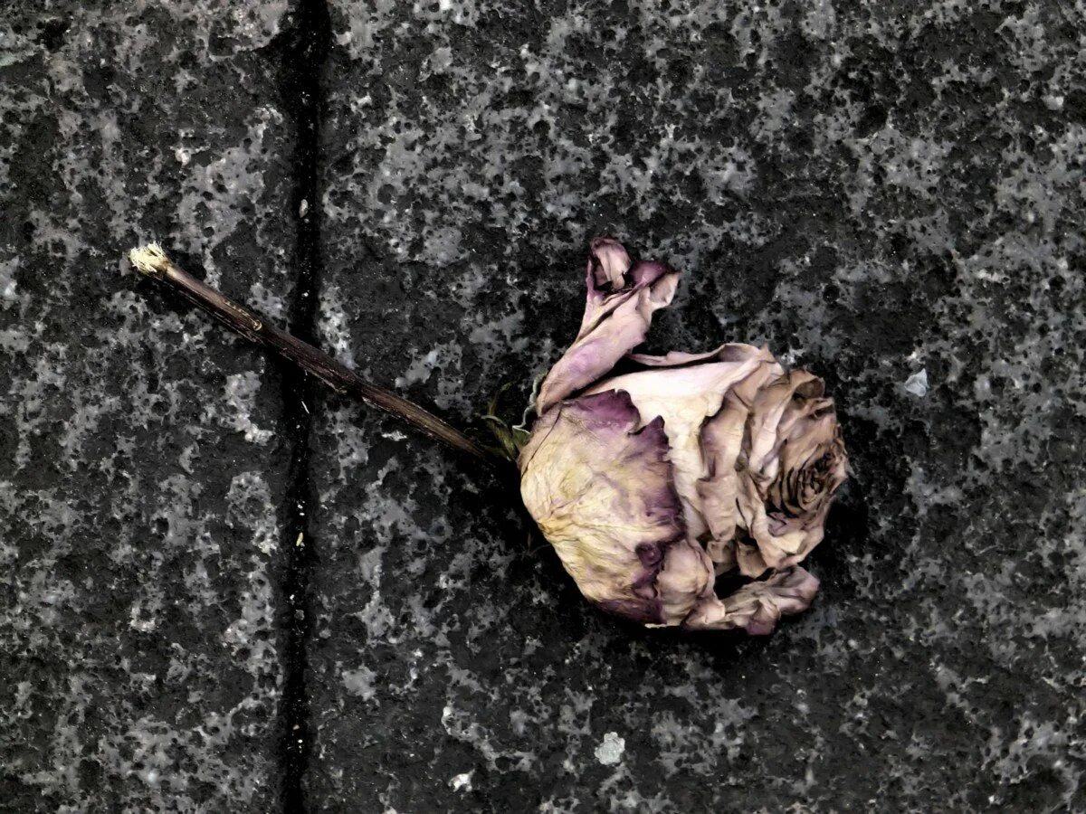 Что делать если тюльпаны завяли. Увядший цветок Шариф Камал. Дарк Роуз Эстетика. Засохшие цветы.