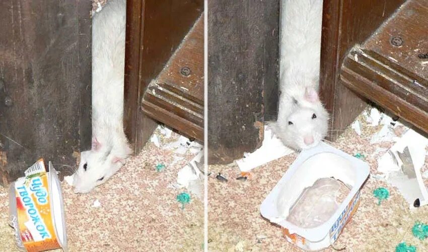 убегаю от крыс