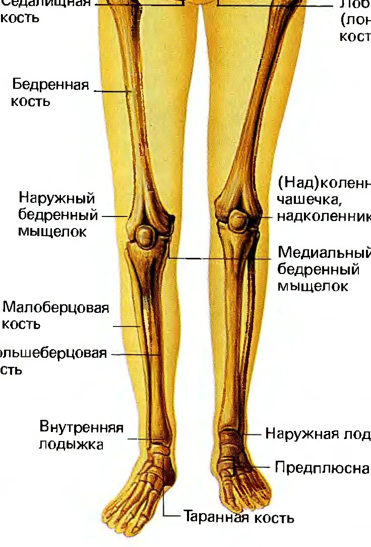 Три отдела ноги. Строение ноги человека кости. Скелет нижней конечности коленный сустав. Нога анатомия строение кости. Кости нижней конечности анатомия голень.