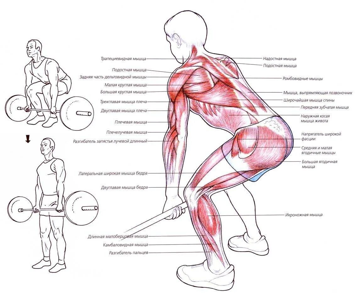 Задействованная группа мышц при становой тяге. Становая тяга техника схема. Румынская становая тяга мышцы. Становая тяга классическая какие мышцы задействованы.