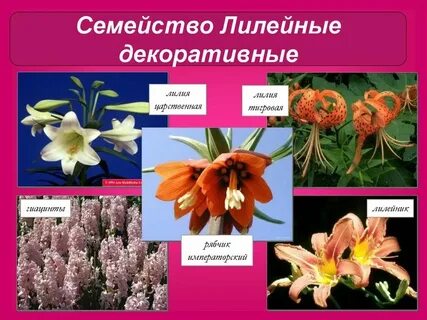 Лилия растение систематика