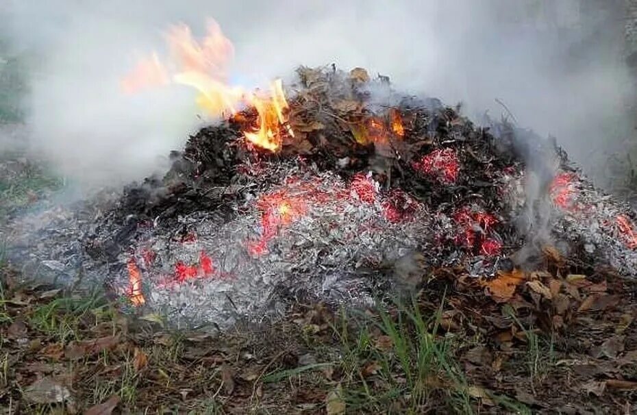 Можно ли жечь листья. Можно ли жечь листья