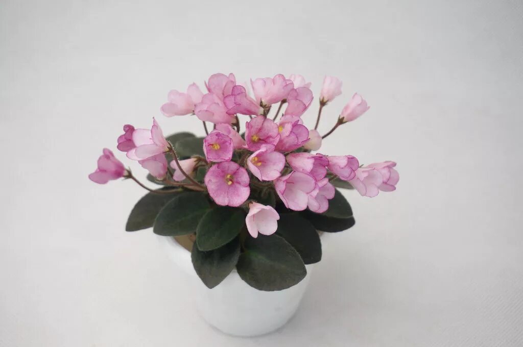 сенполия н дюймовочка. фиалка дюймовочка. н-дюймовочка фиалка. фиалка дюймовочка мини. фиалка дюймовочка полумини.