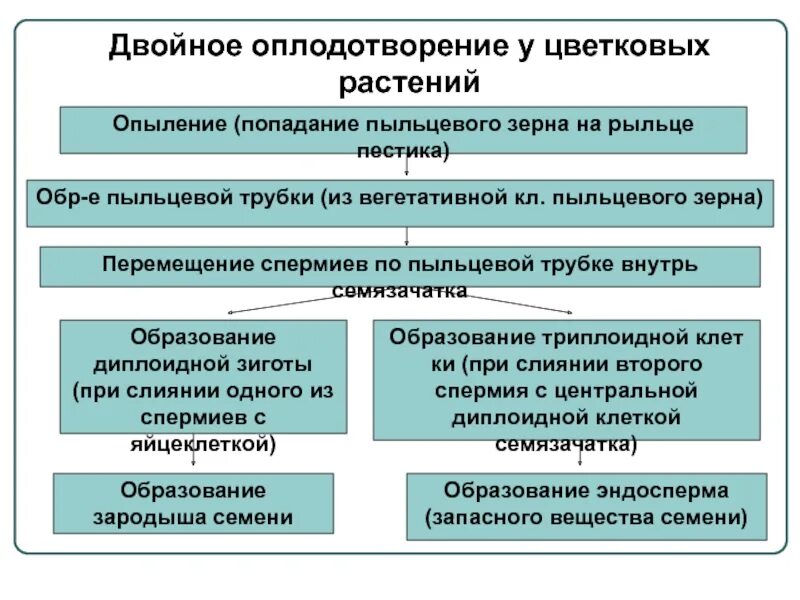 Описание двойного оплодотворения. Процесс двойного оплодотворения цветковых растений. Характеристика двойного оплодотворения у покрытосеменных. Схема двойного оплодотворения у цветковых растений. Двойное оплодотворение у цветковых схема.