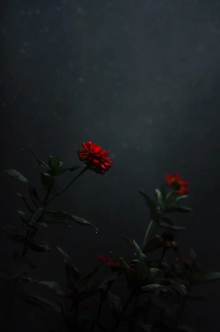 The dark flower