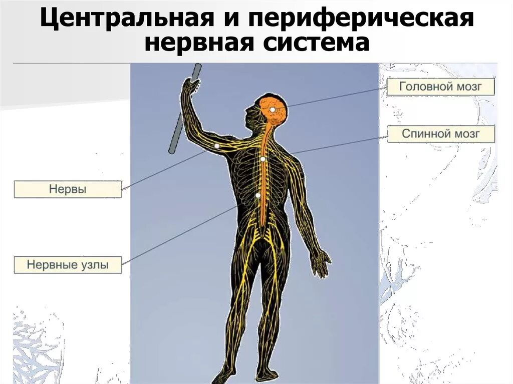 ПНС нервная система схема. Периферическая нервная система. ЦНС И периферическая нервная система. Центральная нервная система и периферическая нервная. Название органа периферической нервной системы человека