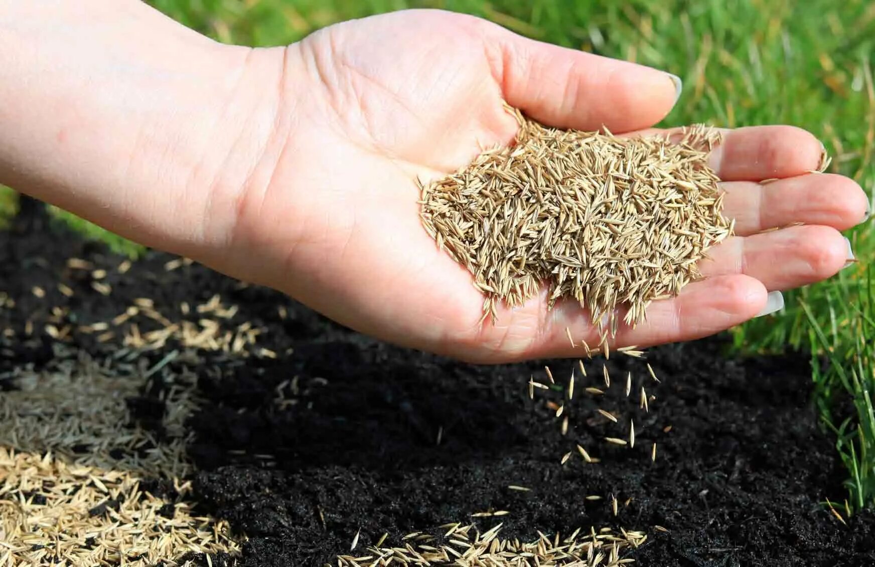 Газонная трава семена какую выбрать многолетка. Посевной газон. Семена травы. Семена газона. Семена газона в руке.
