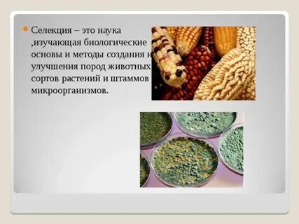 Методы совершенствования пород
