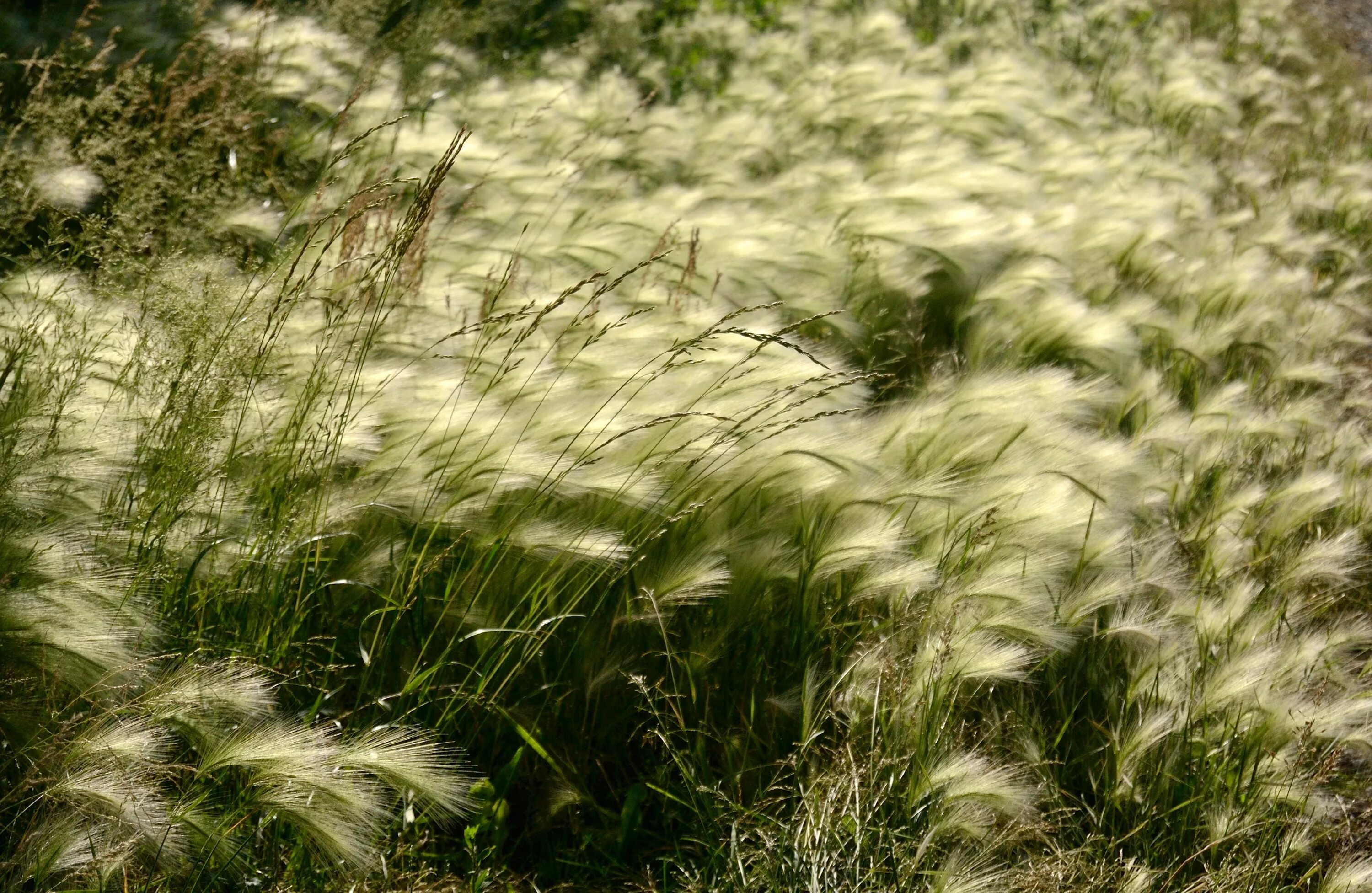 ковыль тростникововидный. ковыль stipa tenuissima. ковыль (stipa). мюленбергия white cloud. ковыль пушистый.