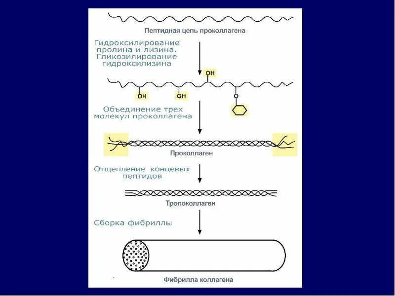 Биосинтез коллагена биохимия. Синтез коллагена схема. Проколлаген строение биохимия. Биосинтез коллагена схема.