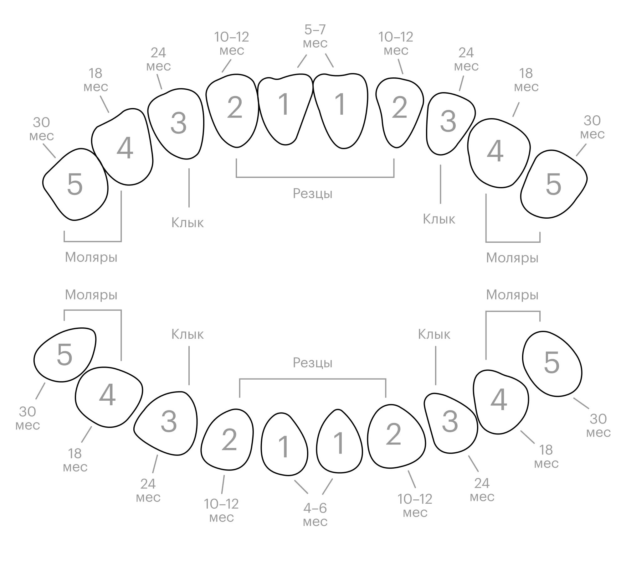 Нумерация зубов в стоматологии схема у взрослых. Нумерация молочных зубов у детей схема. Нумерация зубов в стоматологии схема у детей молочных зубов. Порядок прорезывания молочных зубов тест.